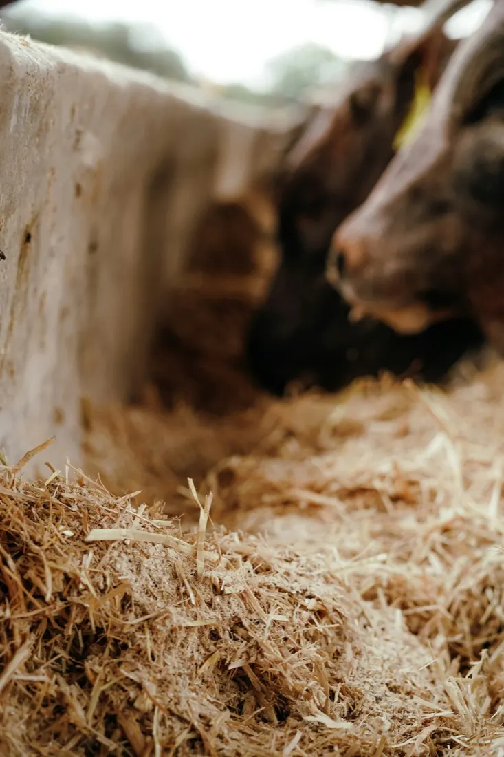Detalhe do cocho de concreto com silagem à frente de um animal em confinamento